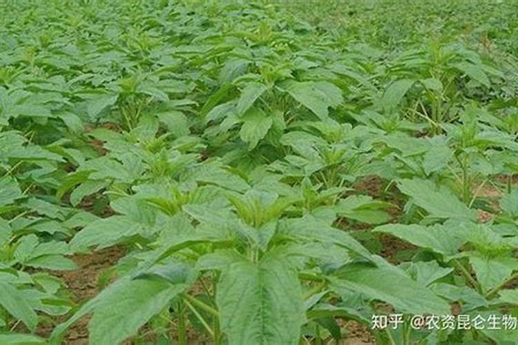 让芝麻灌浆快成熟早质粒饱满喷什么叶面肥？