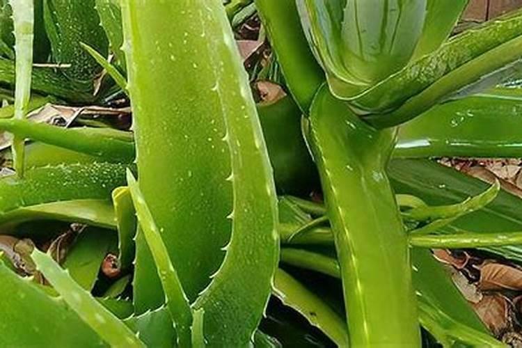 芦荟施什么肥最好