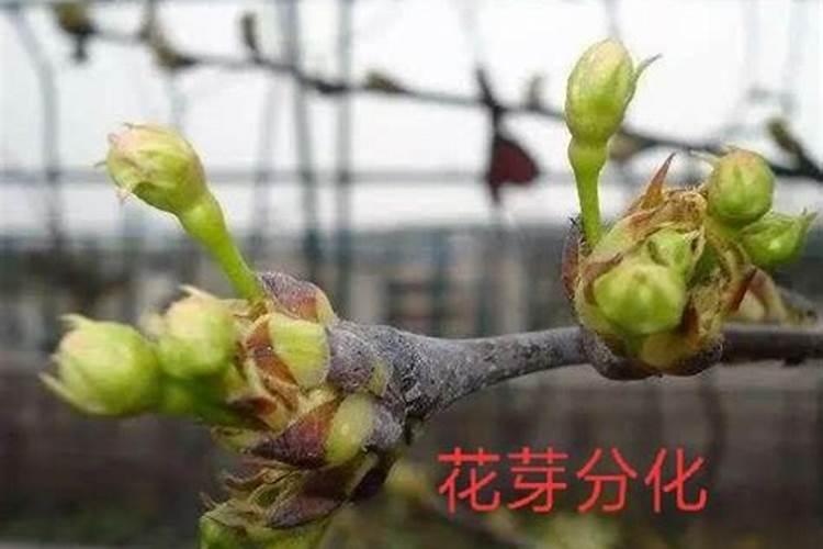 牡丹施肥用什么肥料合适 种植牡丹花四大高效肥料