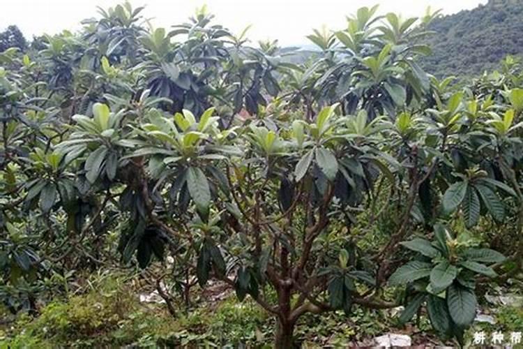 枇杷树什么时候控梢好？