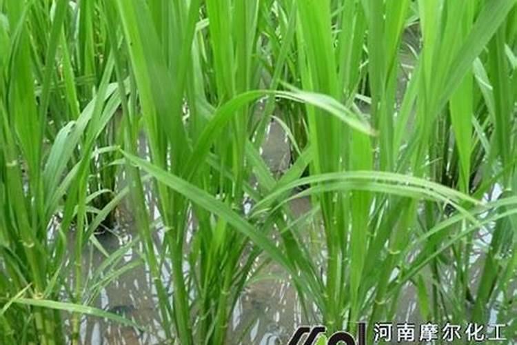 水稻叶面喷肥时间 有哪些注意事项