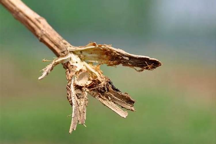 哪些因素会导致黄瓜拟茎点霉根腐病的发生？