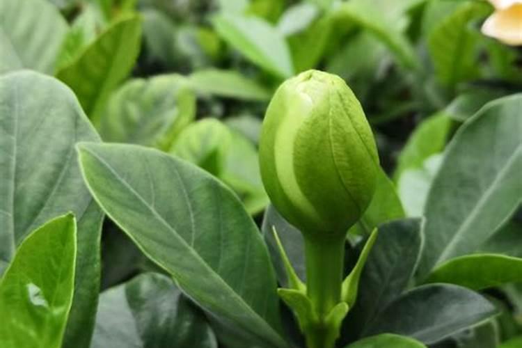 栀子花花蕾期怎样施肥