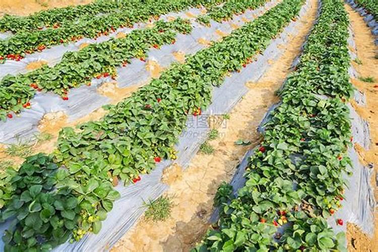 无土栽培用陶粒哪里有卖的