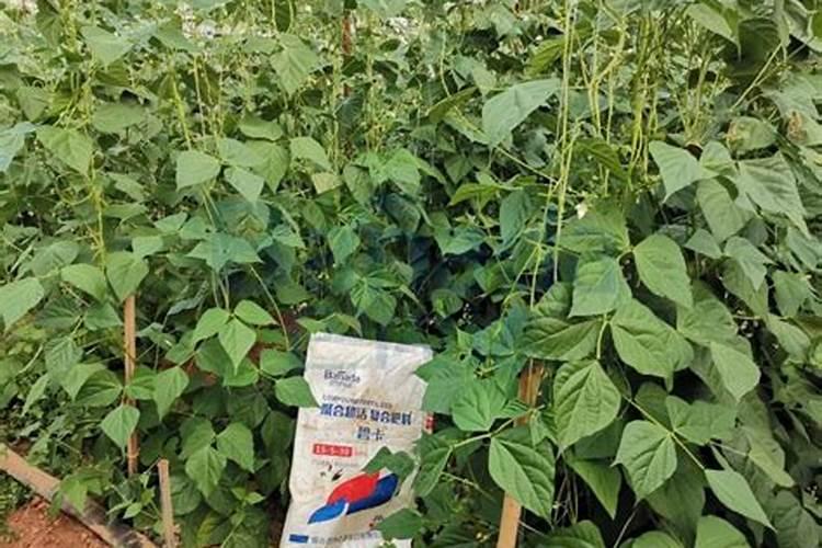 豆角开花了需要追肥吗(长豆角开始结果中施什么化肥)