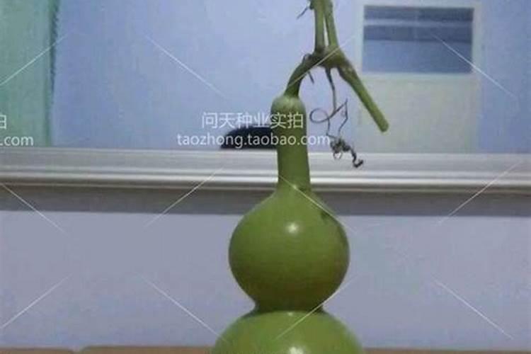 葫芦怎么施肥