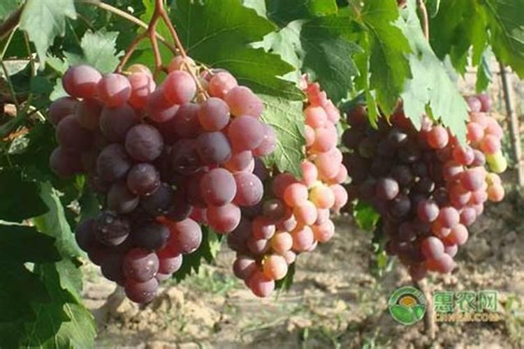 食用夜兰花种植方法