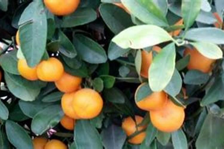 菜苗出土后应该施什么肥