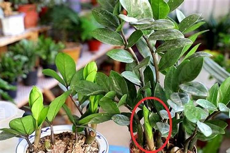 发财树需要浇营养液吗