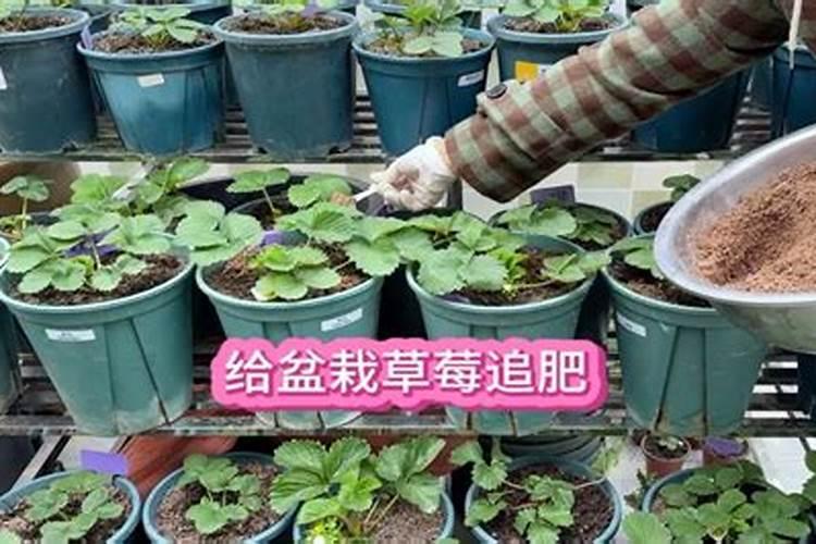 香芋种植的正确方法