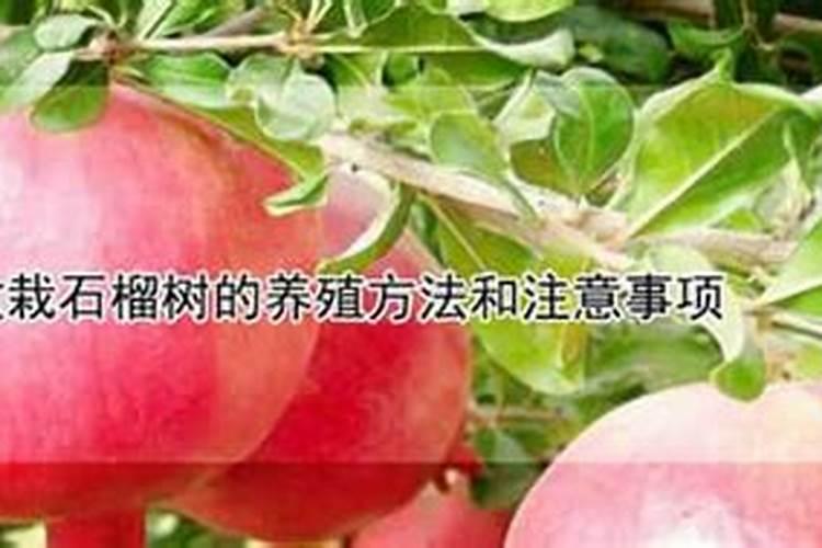 石榴树姿奇美果似玛瑙,怎么样施肥才可以使它更美更丰硕呢？