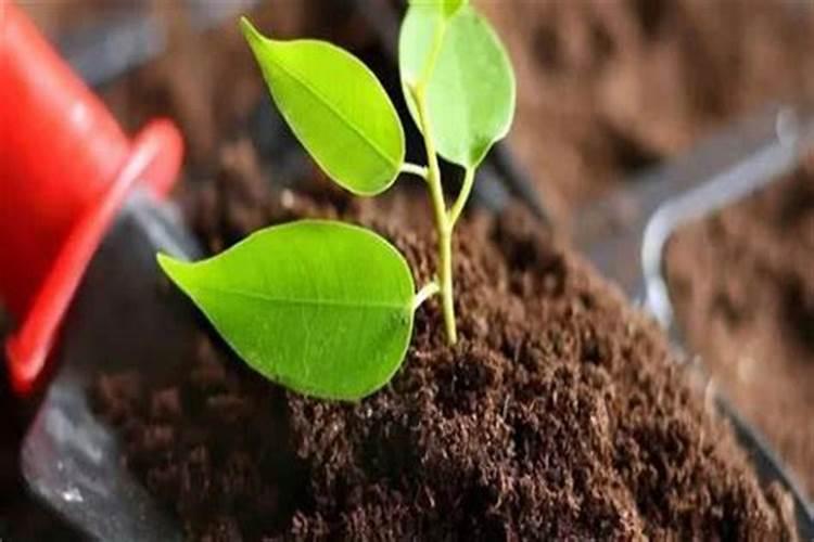 蟹爪兰开花应该用什么肥料 磷钾肥能促进花芽分化