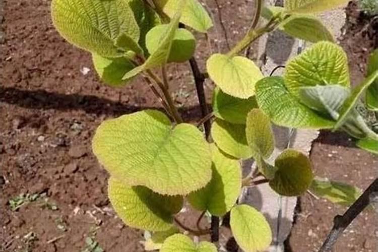 桃树苗种植步骤 桃树应该怎么进行水肥管理