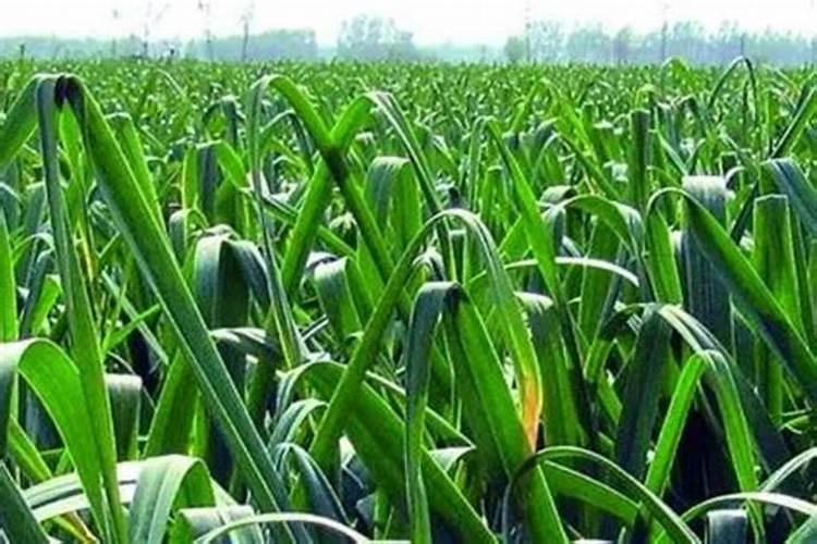 糖醋蒜汁有什么功效？