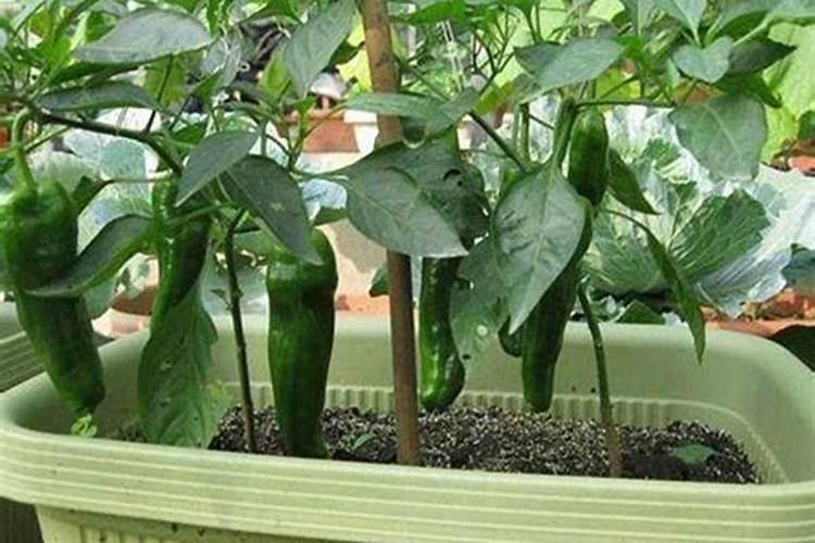 大量元素水溶肥好吗？大量元素水溶肥的特点
