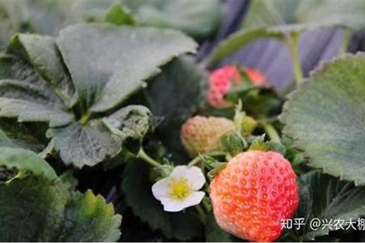 大棚草莓的种植技术要点