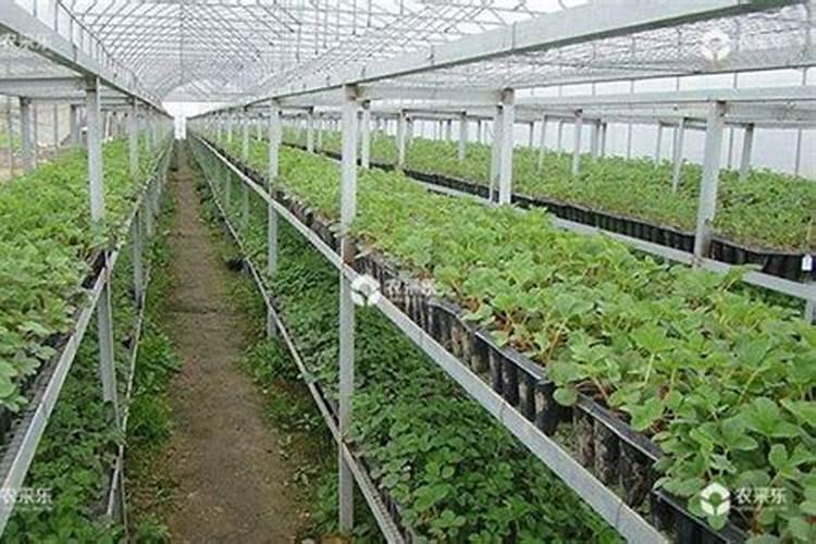 大棚草莓温度水肥管理 草莓病虫害防治