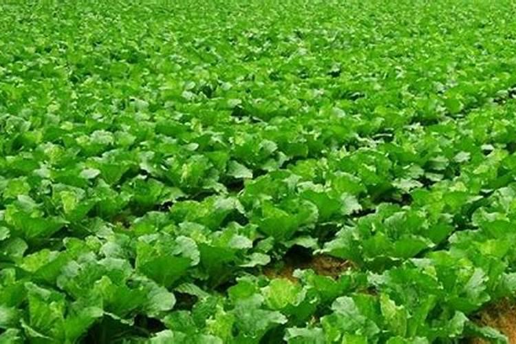 洋葱用什么肥料能使洋葱生长快