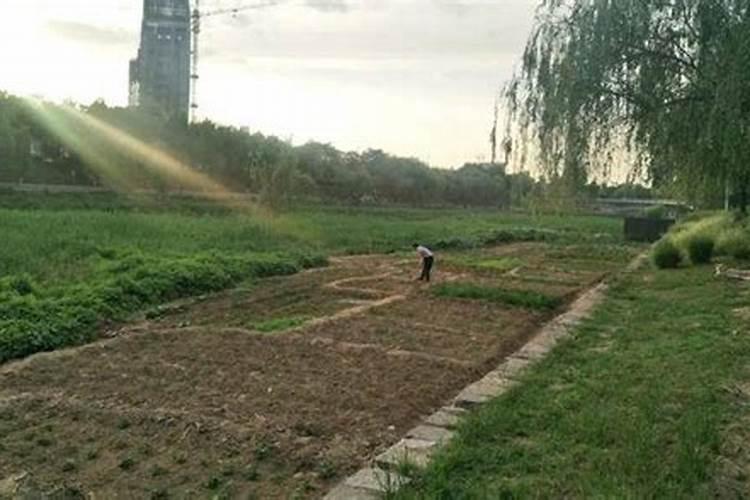 种菜用什么追肥长得快