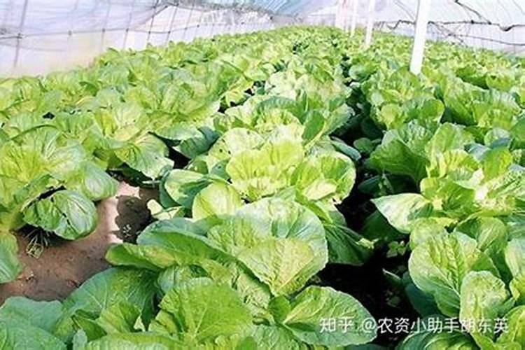 蔬菜锌肥用多了会怎样