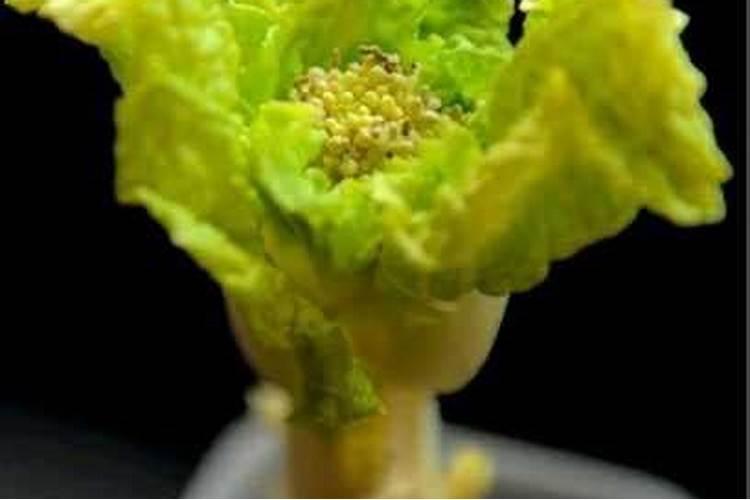 冬季大棚白菜该如何追肥？冬季大棚白菜追肥有什么好