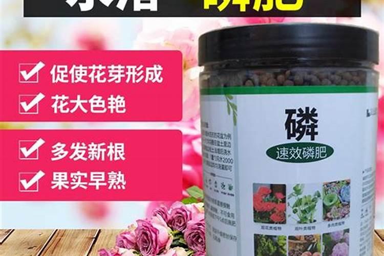 桂花树叶子发黄掉落怎样防治
