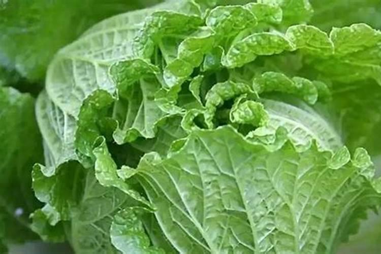 小白菜在追肥时,最好用什么肥料呢？原因是什么？