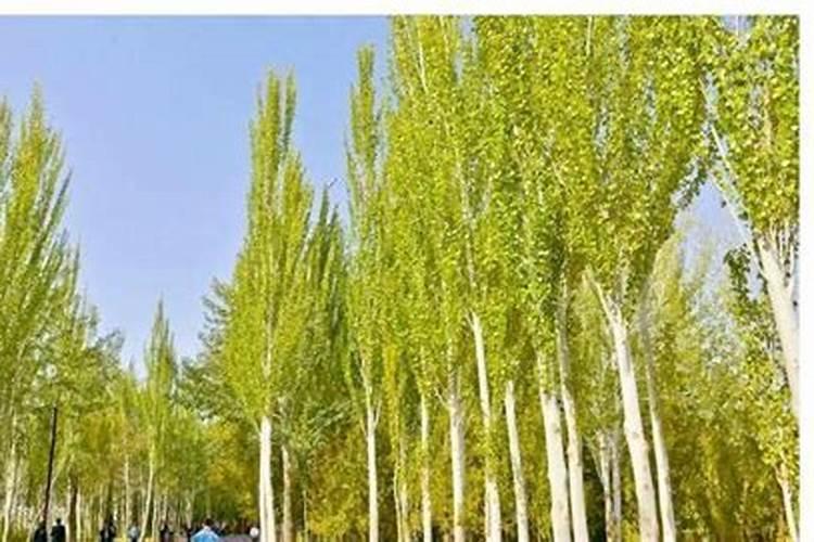 第一年栽的杨树能施肥吗