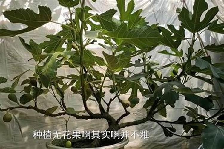有什么植物的种子是靠自然环境来的播种的？