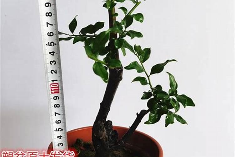 我想在家做洗手粉不知道哪有机器和配方有谁知道告诉我详细 谢谢了15836...