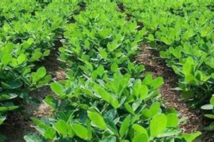 种豆角用什么肥料好