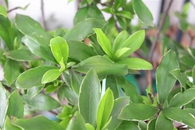 金边瑞香浇什么肥料合适