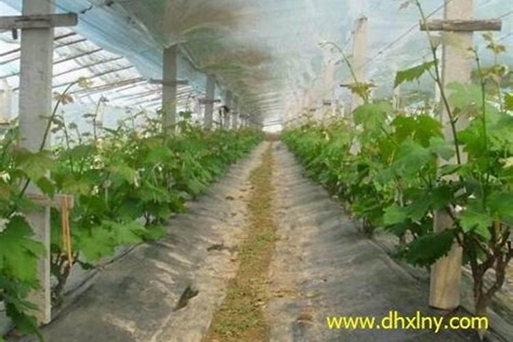 叶面肥和杀菌剂能混用吗 叶面肥和杀菌剂使用注意事项