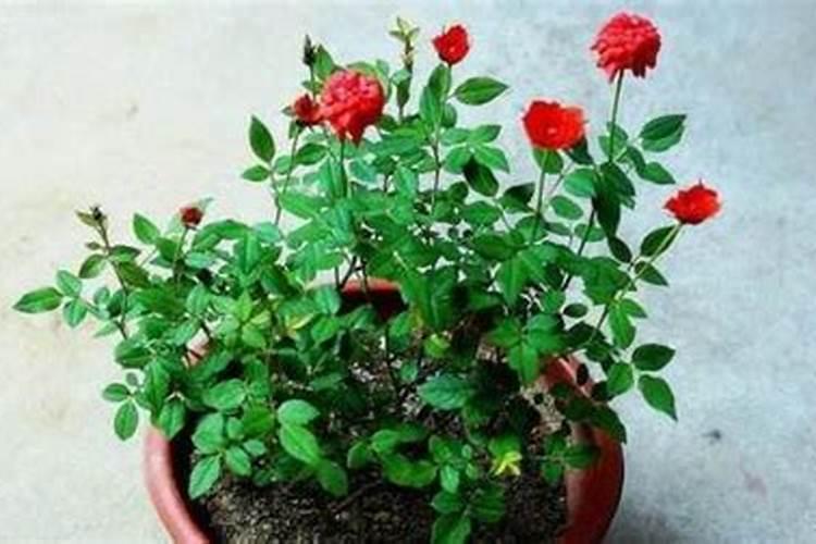 尿素可以浇月季花吗