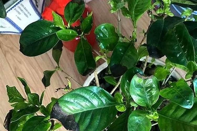 养栀子花的肥料 栀子花最好的肥料是什么怎么施