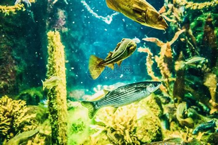 海藻肥和鱼蛋白肥哪个好 海藻肥的优缺点