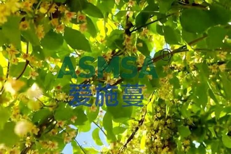 五味子开花不结果怎么处理五味子开花不结果咋办？