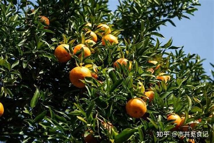 沙糖桔该几月份放钾肥