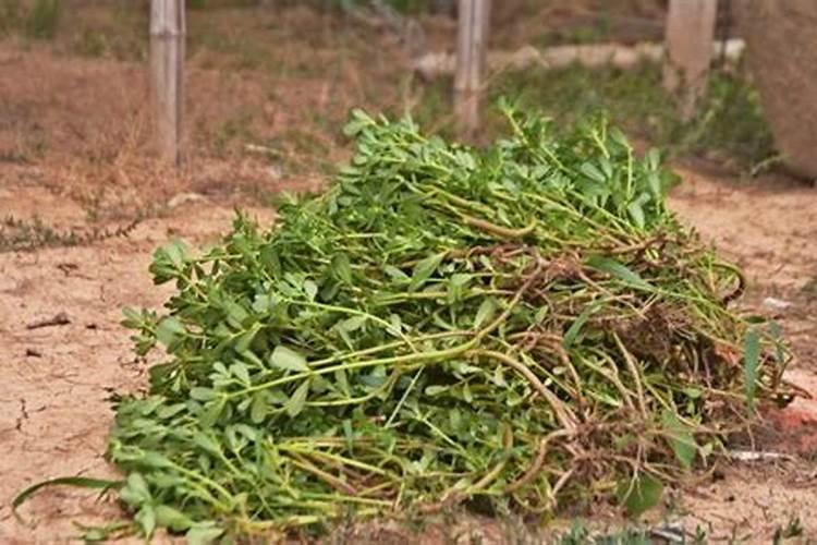 什么东西含氮肥最多,家里什么东西可做氮肥