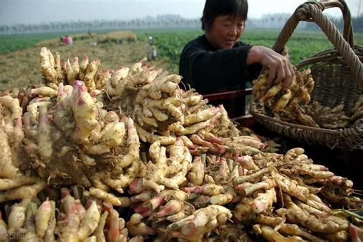 硅肥在大棚葡萄上什么时间用最好？