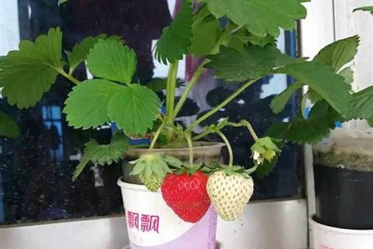 水培草莓的种植方法和技术