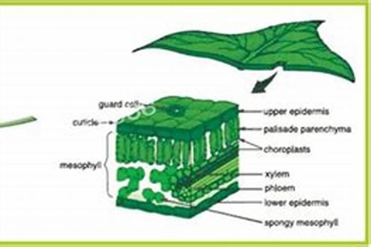 叶面肥什么时候打效果好 叶面肥喷施注意事项