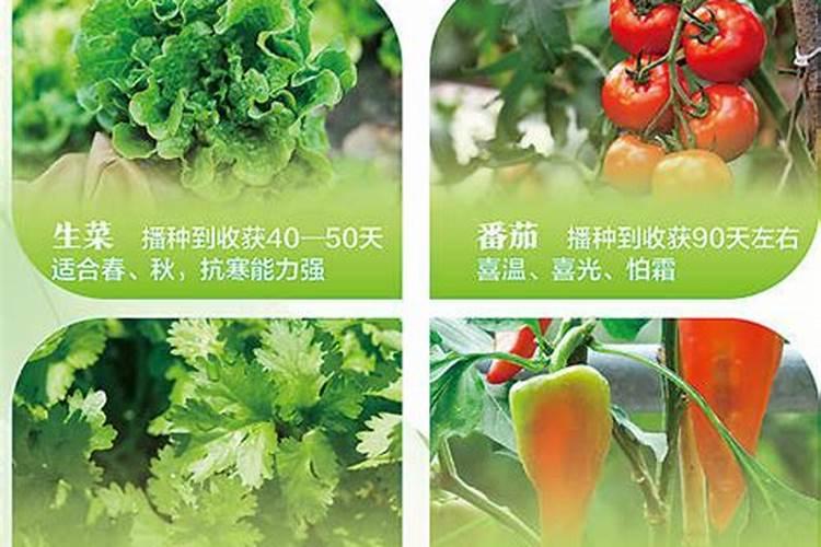 凉拌菠菜是什么蔬菜类