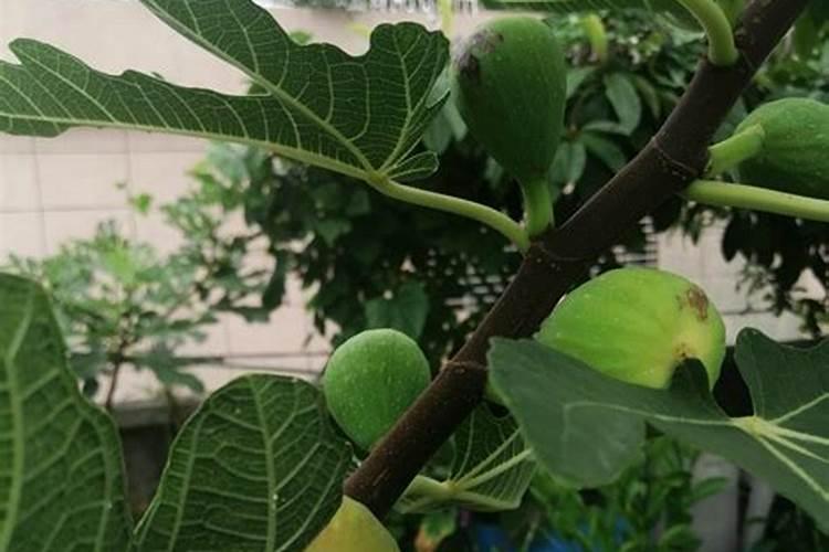 无花果树用什么肥