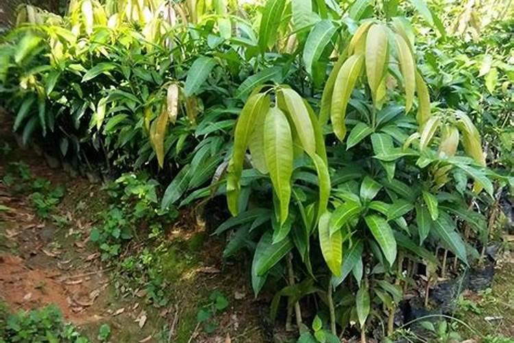 芒果施什么肥