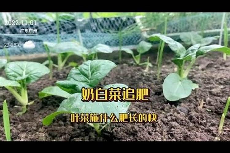 蔬菜浇什么肥料最好
