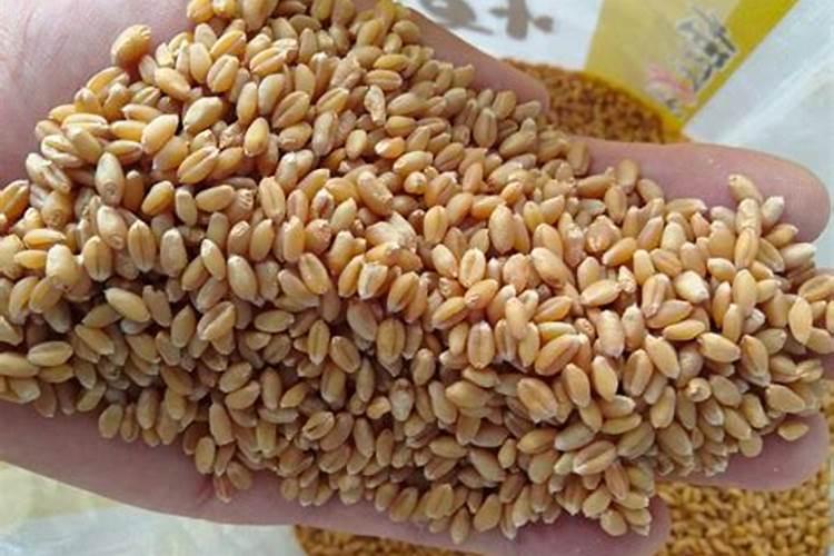 小麦上什么时候用辛肥 硼肥有什么好处