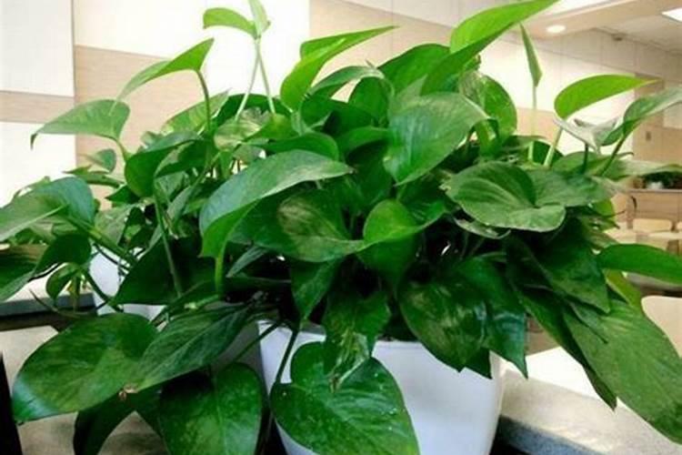 水里加白醋可以浇花吗？
