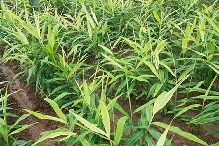 生姜叶子发黄是什么原因,生姜叶子发黄怎么办？