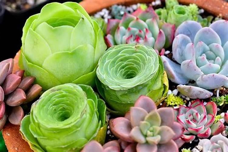 为什么芦荟只往高长